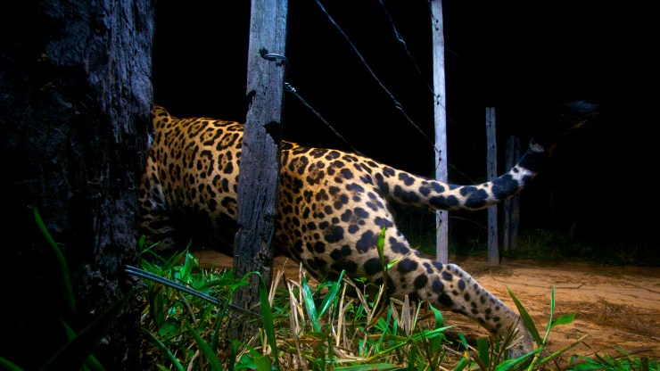 Expédition… sur les traces du jaguar